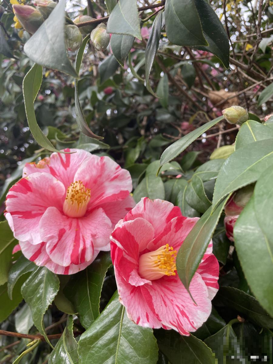 茶花用什么砧木嫁接