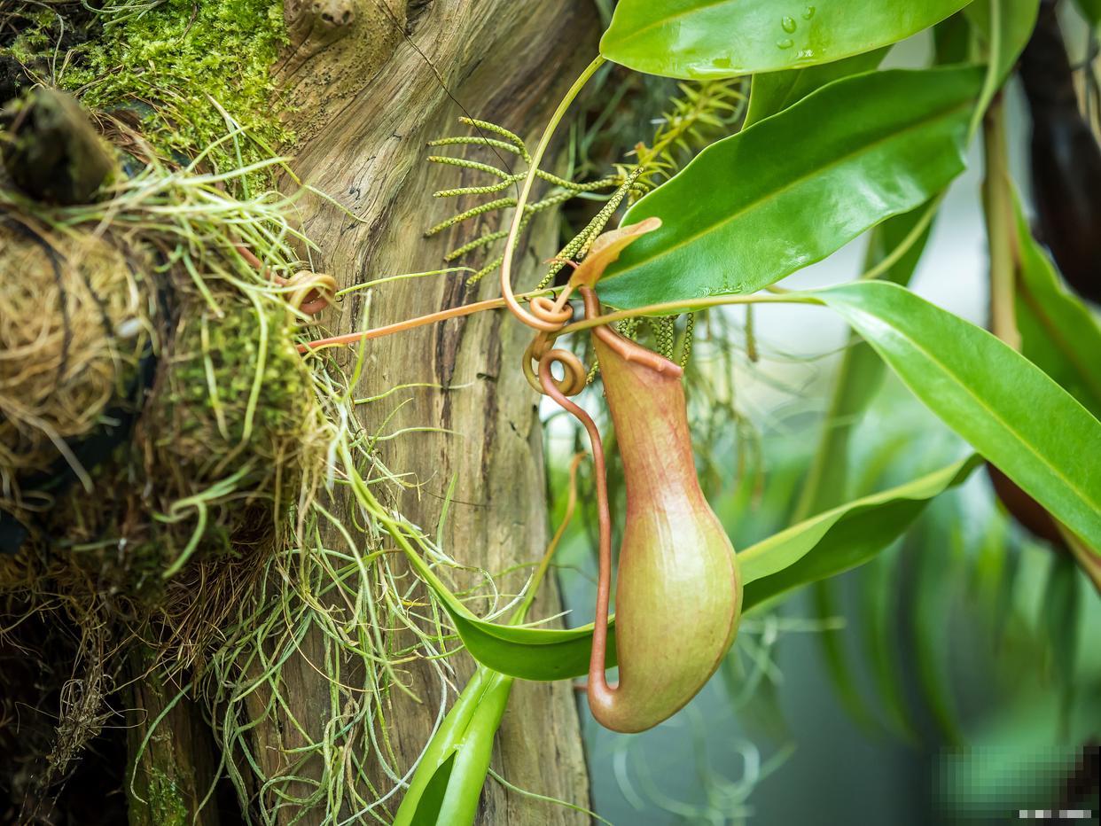猪笼草什么时候开花