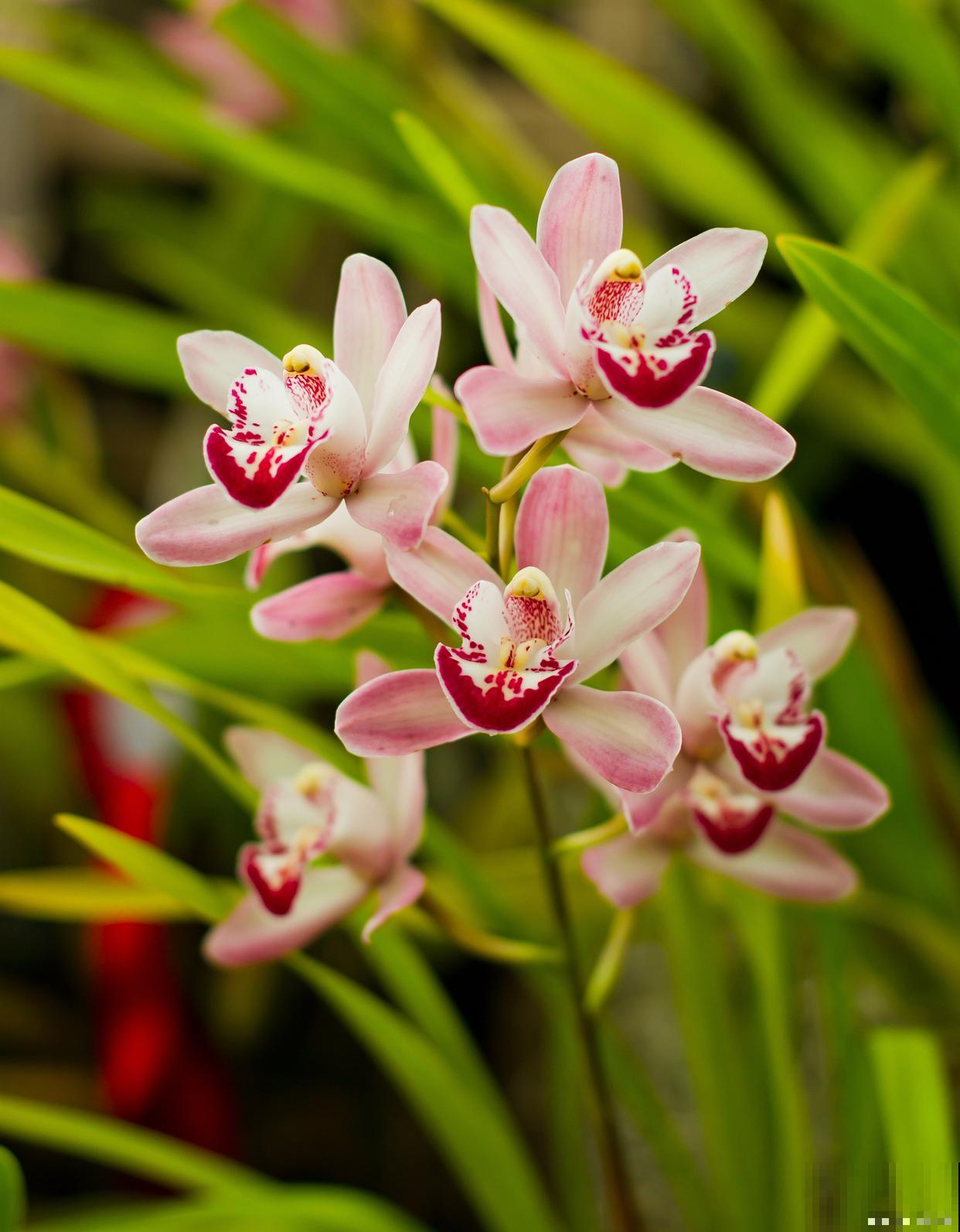 兰花春天要不要施肥 兰花春天要不要施肥