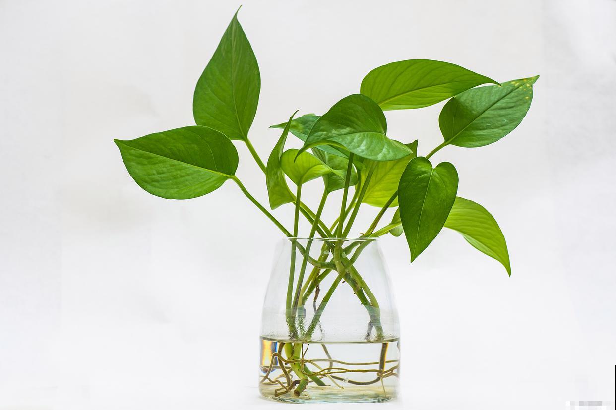 水培植物有哪些? 水培植物有哪些?