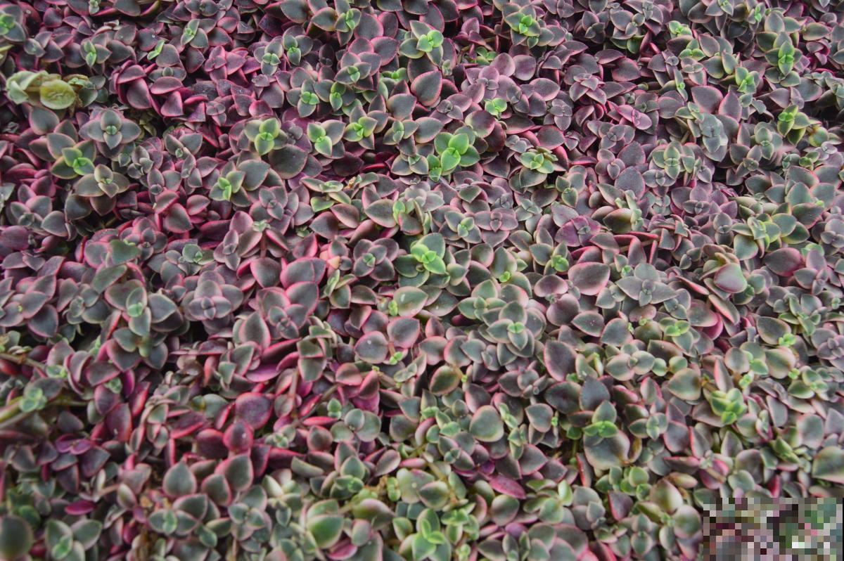 紫色的多肉叫什么名字