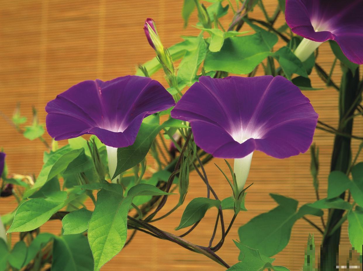 牵牛花种子的种植方法和时间