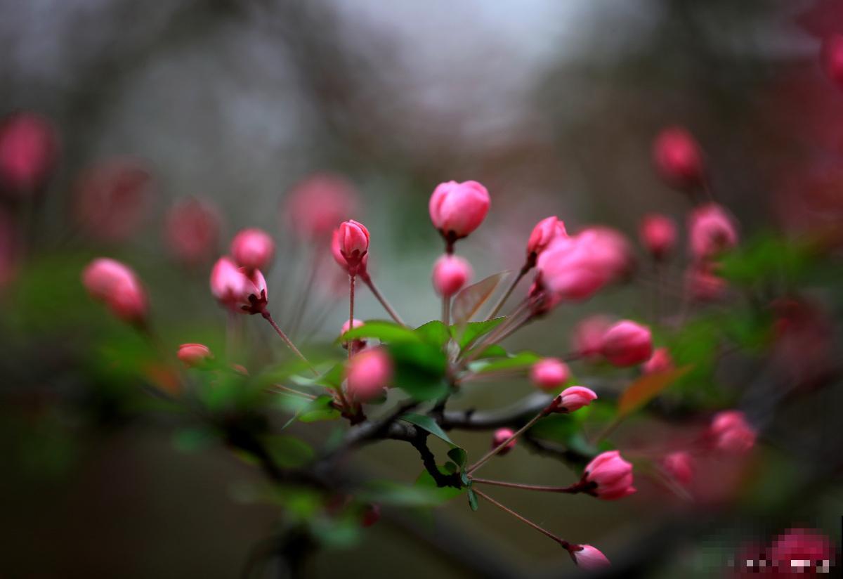 海棠花的养殖方法和注意事项