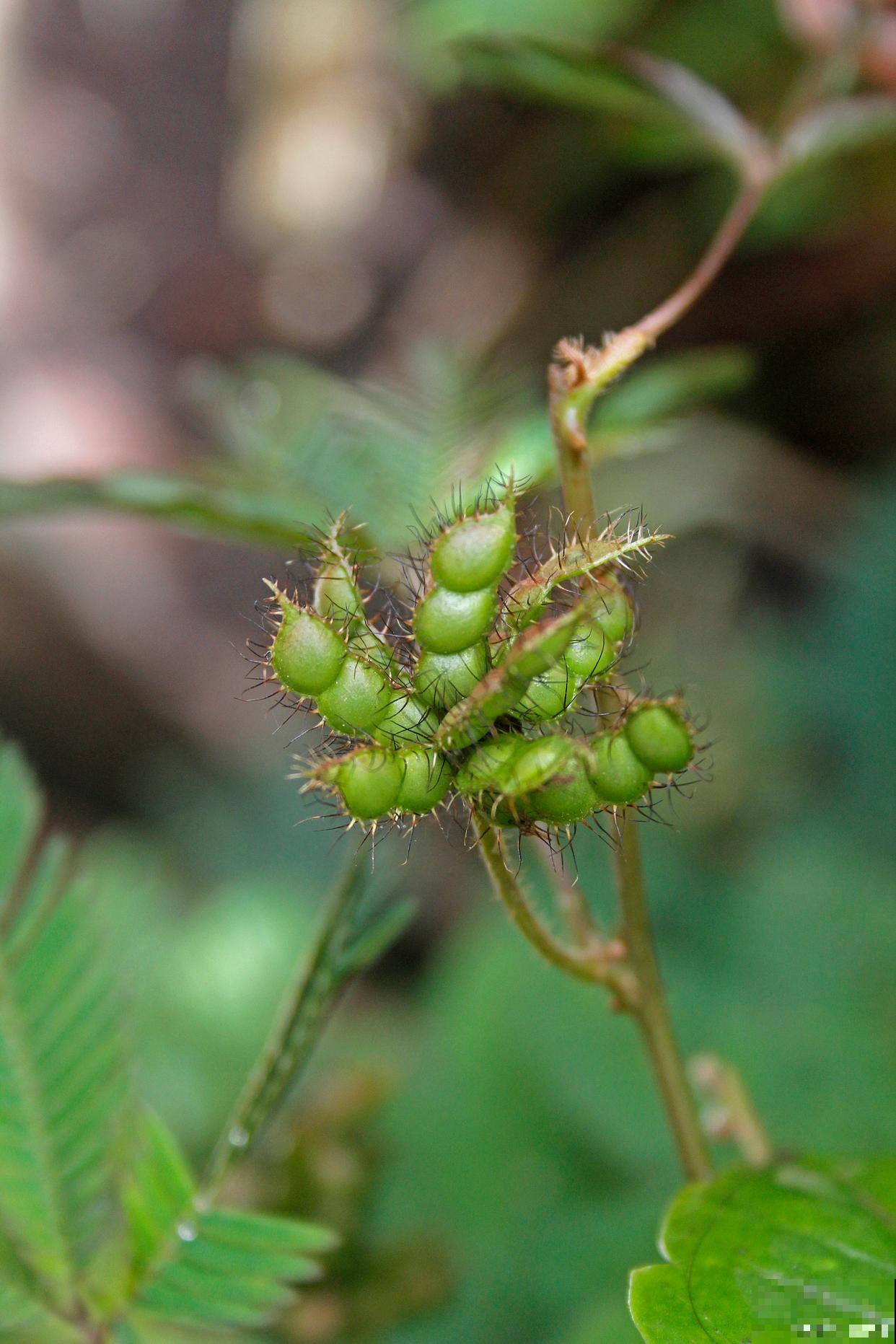 含羞草的种子怎么种