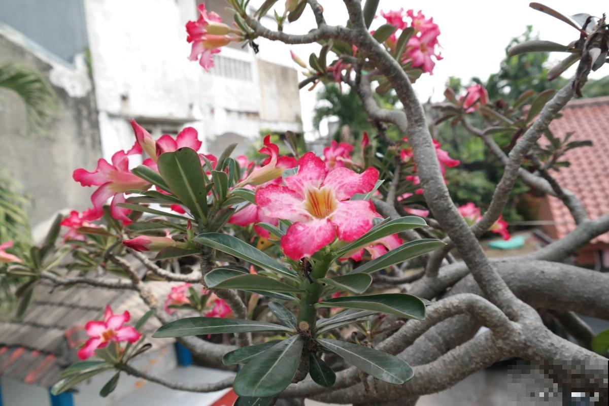 如何让沙漠玫瑰开花 如何让沙漠玫瑰开花