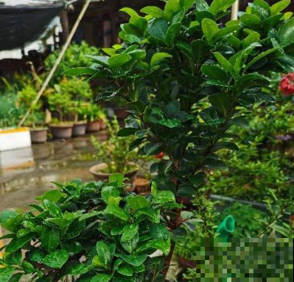 小叶榕掉叶子，主要和这5点有关，赶紧治疗还有救