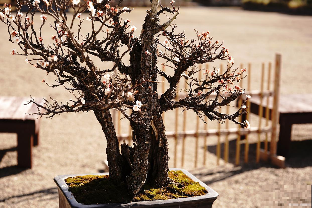 盆栽腊梅怎么养多开花 盆栽腊梅怎么养多开花