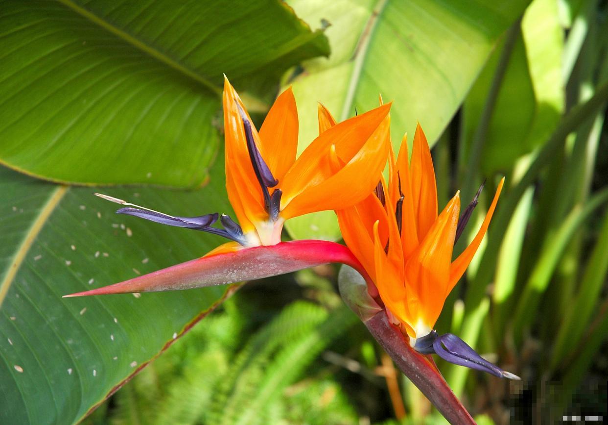 天堂鸟叶子发黄干枯焦边怎么补救