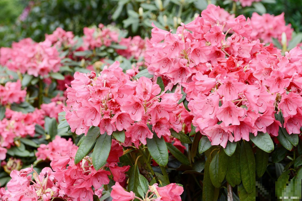 西洋杜鹃花怎么养家庭养法