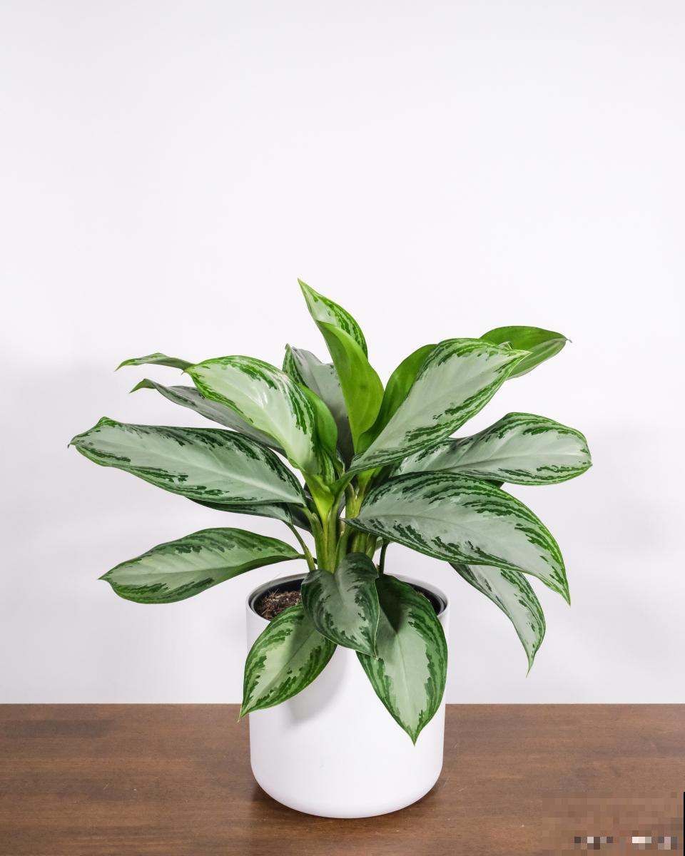 观叶的花卉有哪些