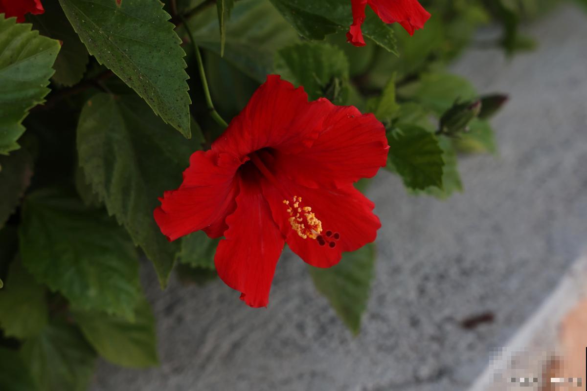 什么花是在夏天开的