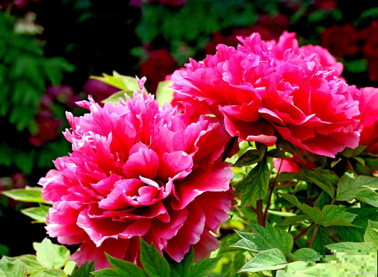 牡丹花如何分株? 牡丹花如何分株?