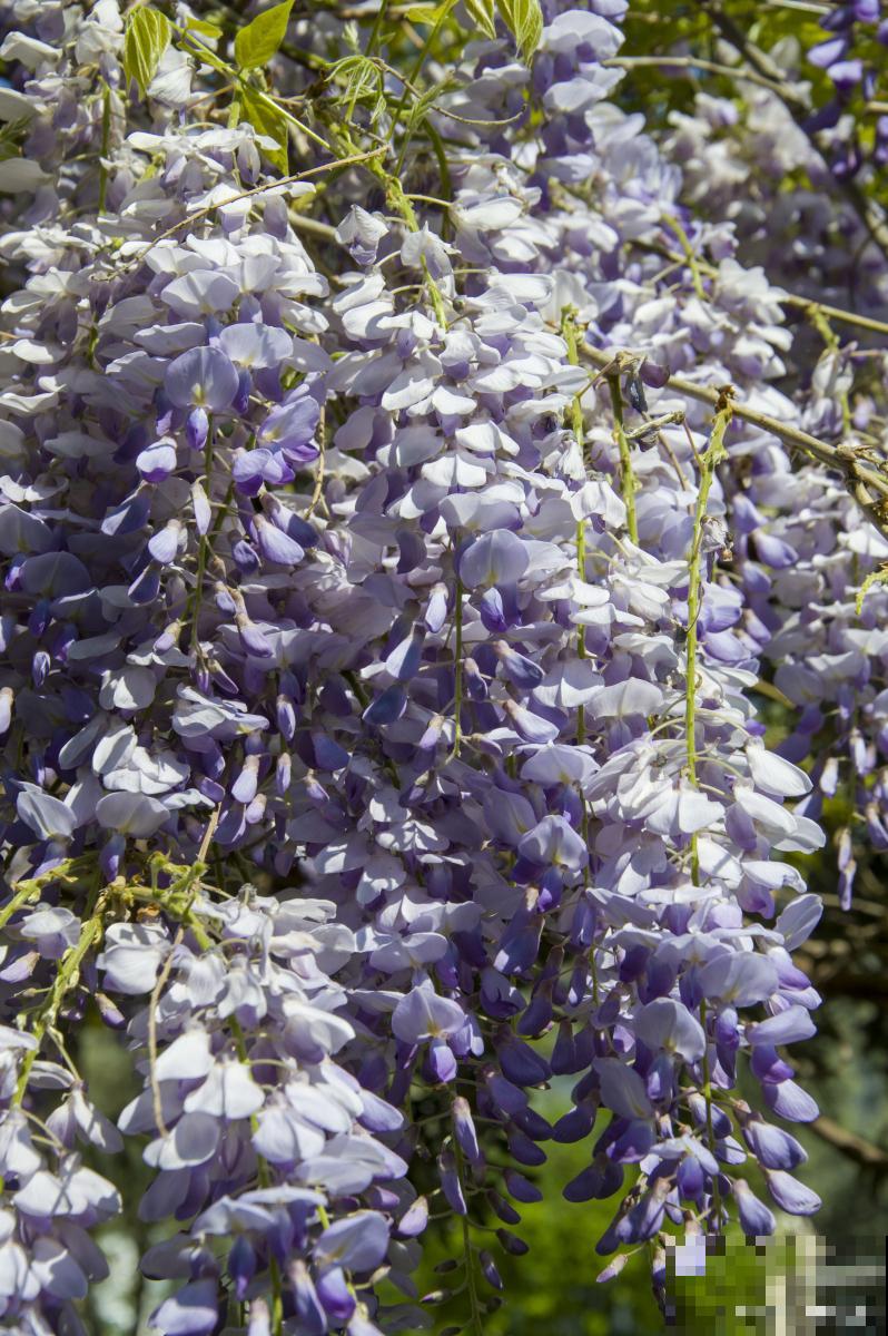 木本的花卉有哪些