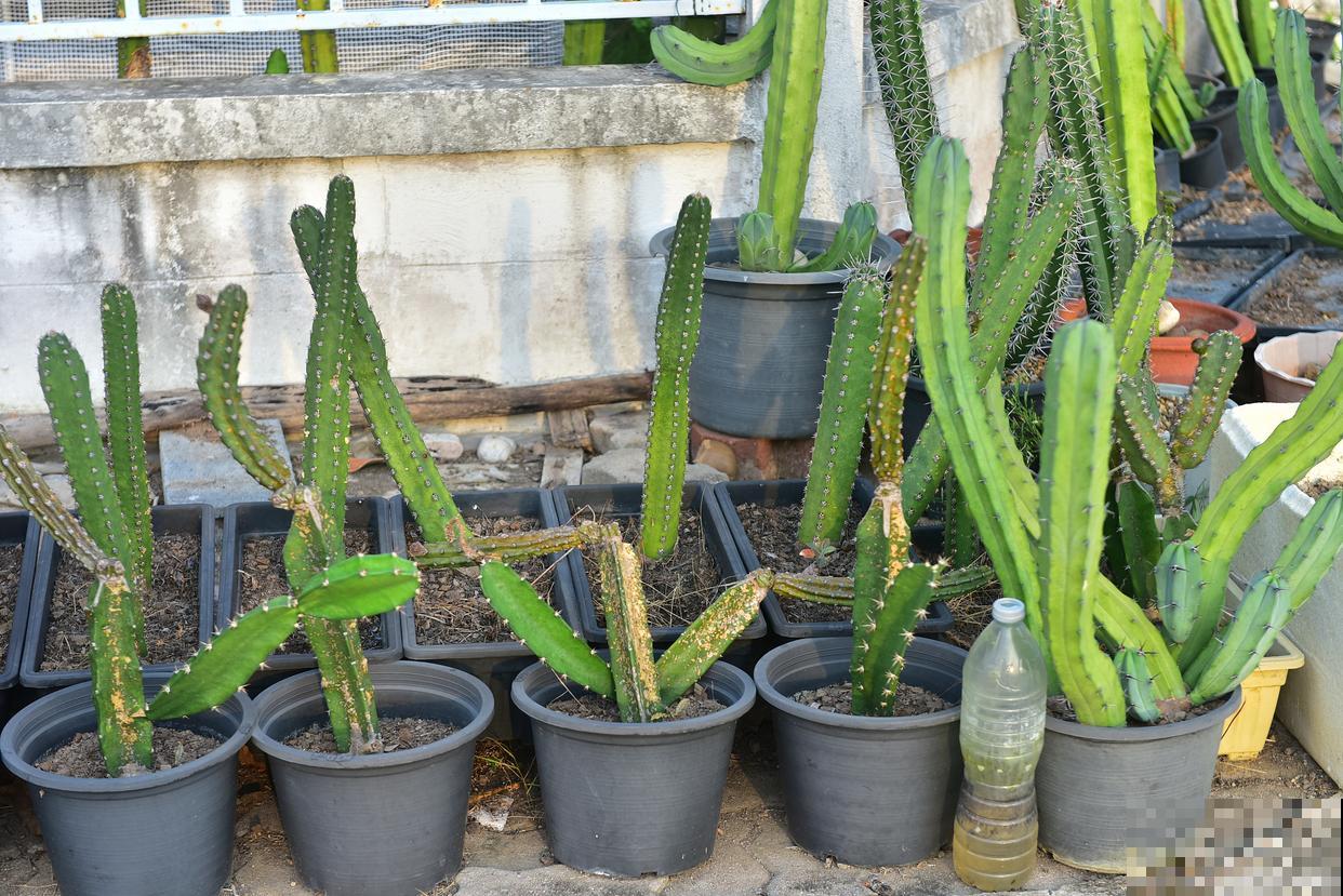 火龙果盆栽怎么不结果