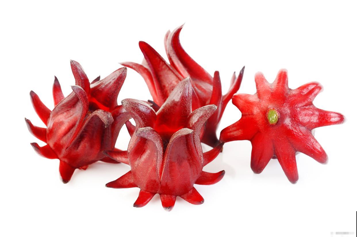 玫瑰茄怎么种植？