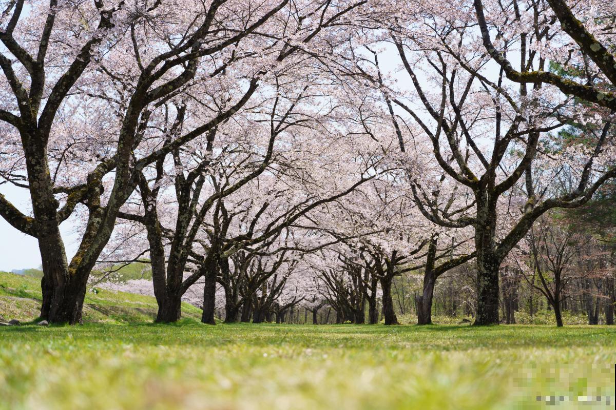 日本樱花怎么繁殖 日本樱花怎么繁殖