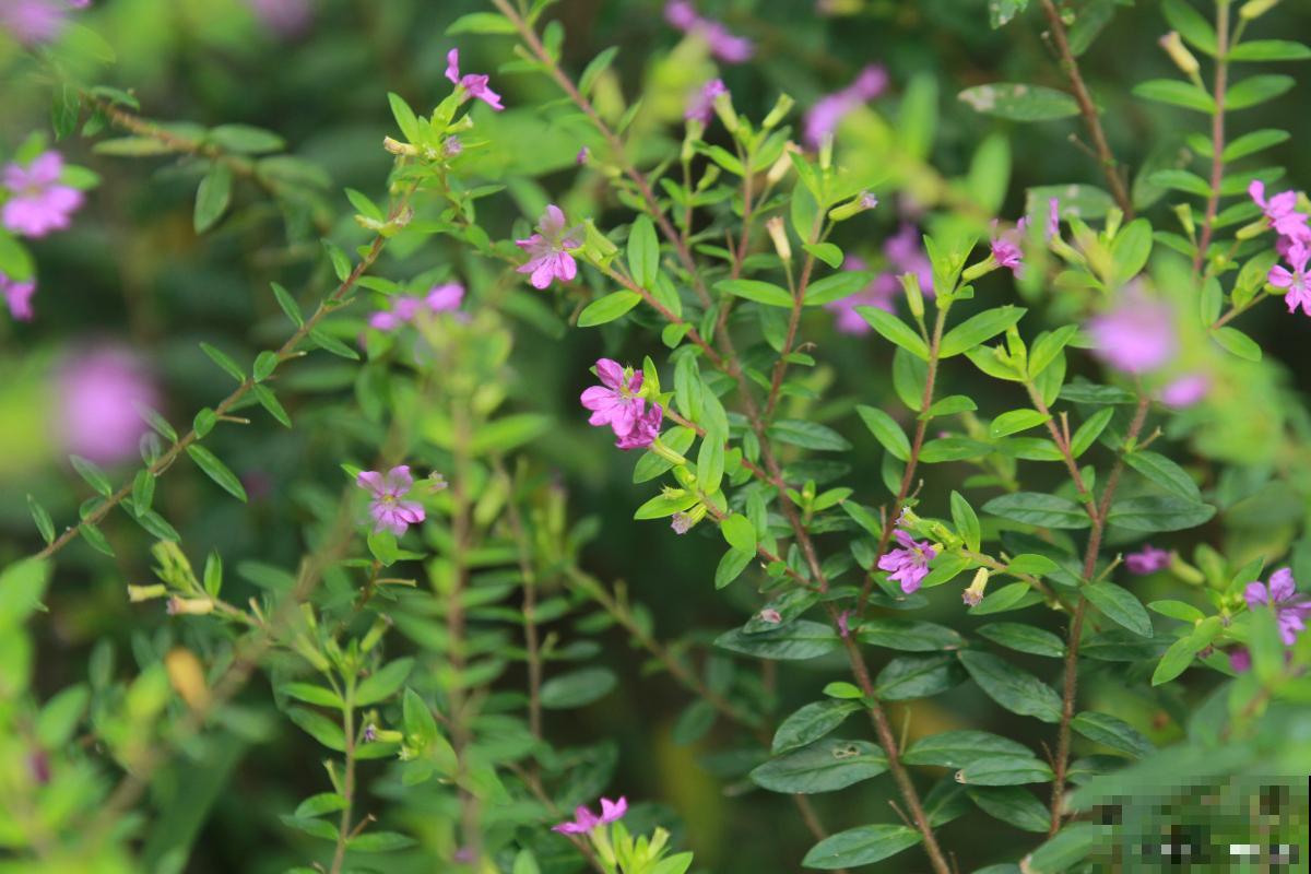 萼距花怎么养盆栽 萼距花怎么养盆栽