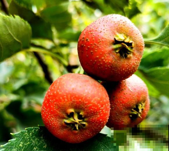 山楂树不开花，快来看看这3点，来年开花多