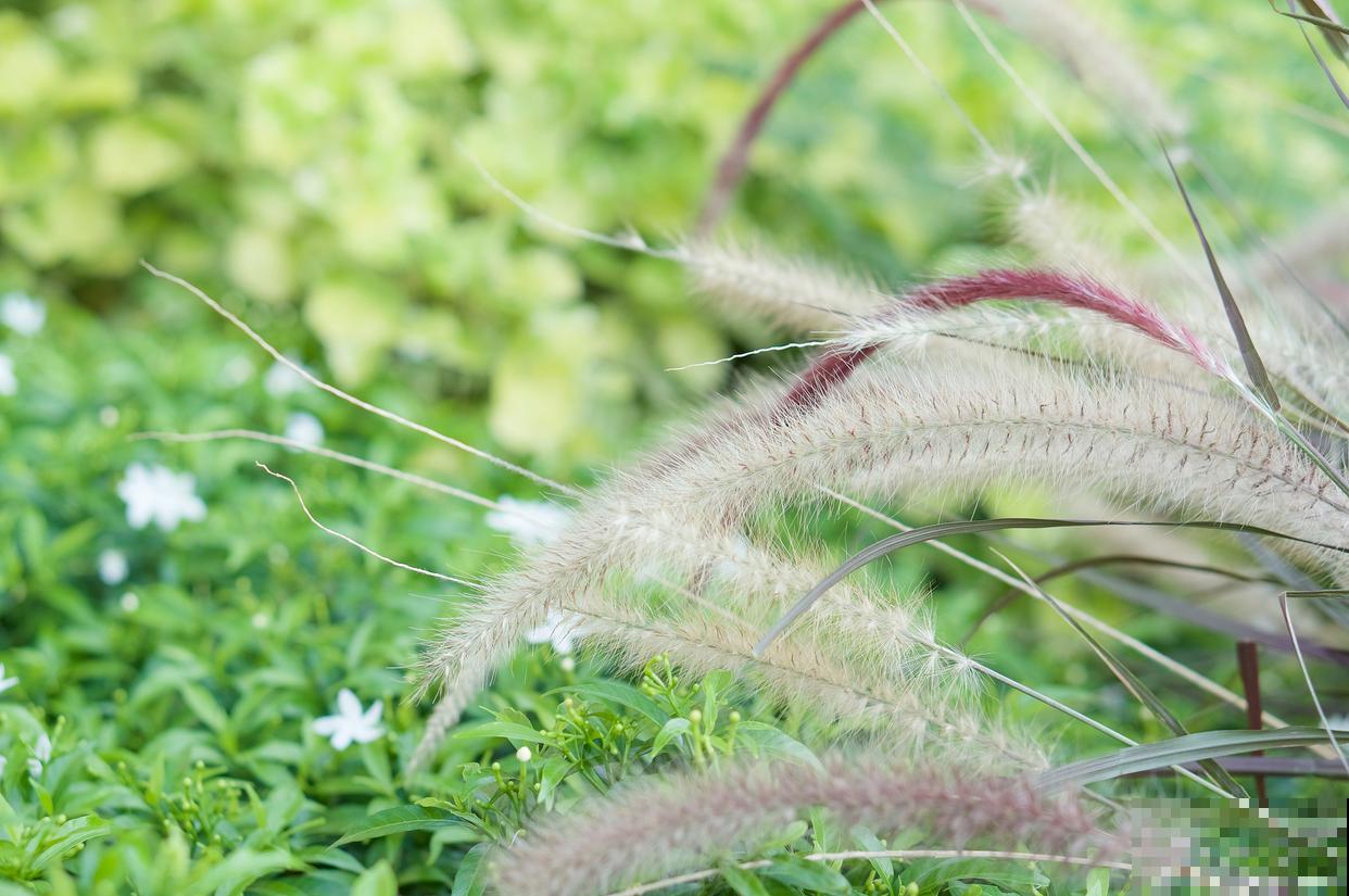 猫尾草如何种植？