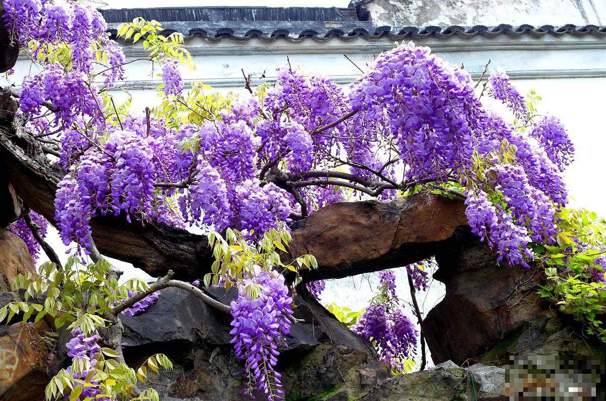 紫藤花盆栽种植方法 紫藤花盆栽种植方法