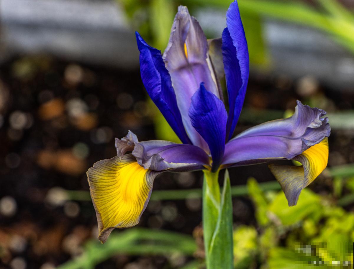 鸢尾花怎么繁殖？
