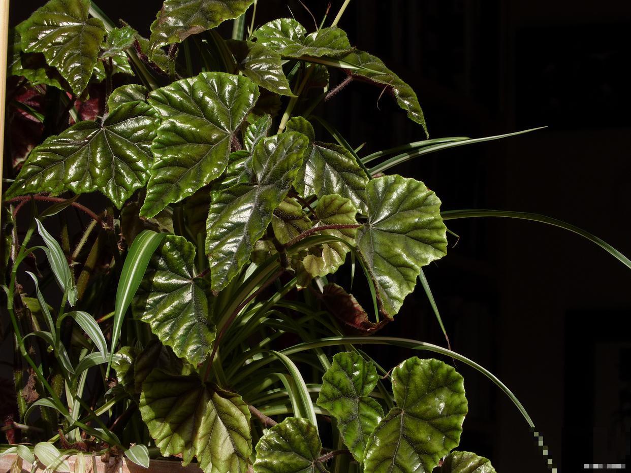 斑叶竹节秋海棠怎么修剪 斑叶竹节秋海棠怎么修剪