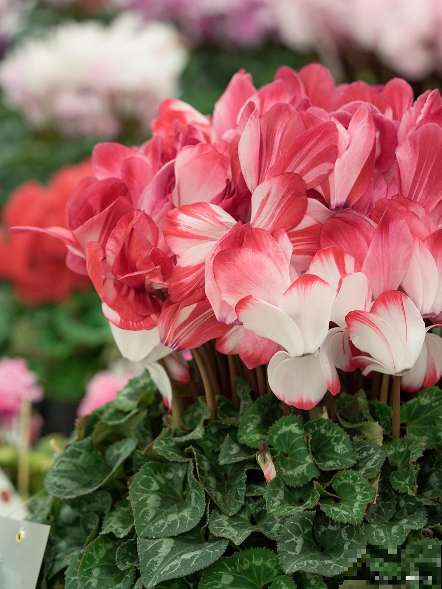 仙客来花盆栽的养殖方法和注意事项 仙客来花盆栽的养殖方法和注意事项