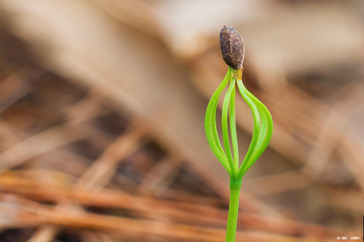 种花种子怎么种？
