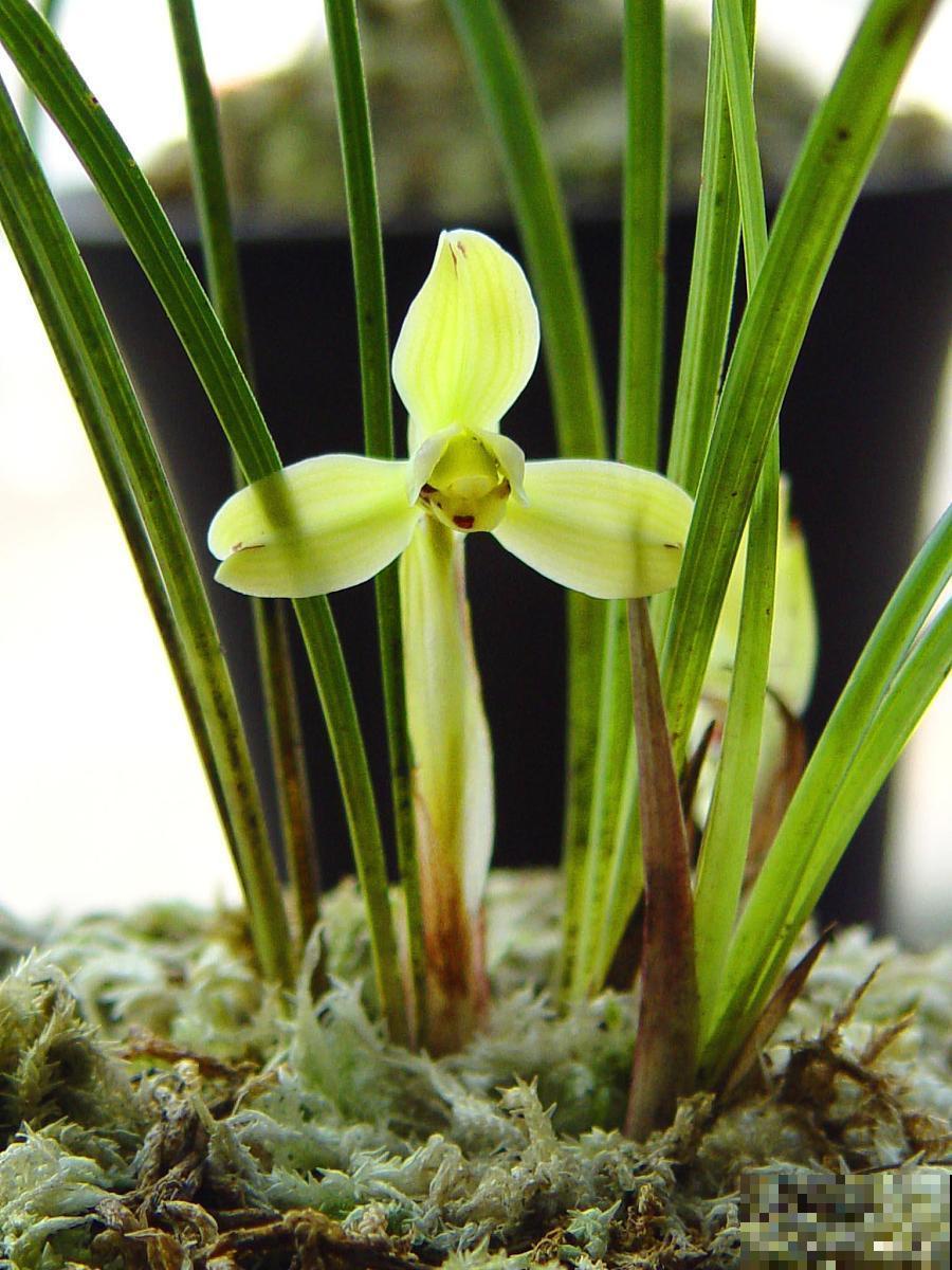 春兰叶尖发黄是什么原因