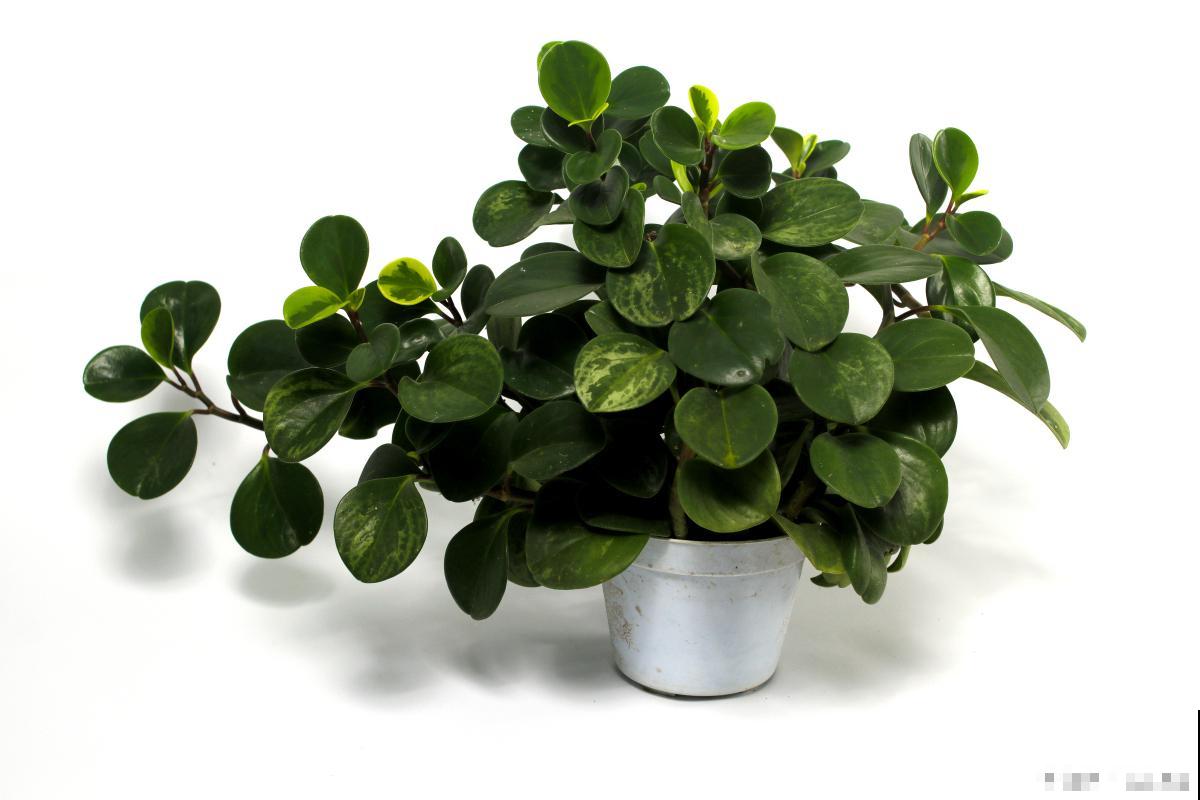 豆瓣绿如何修剪？