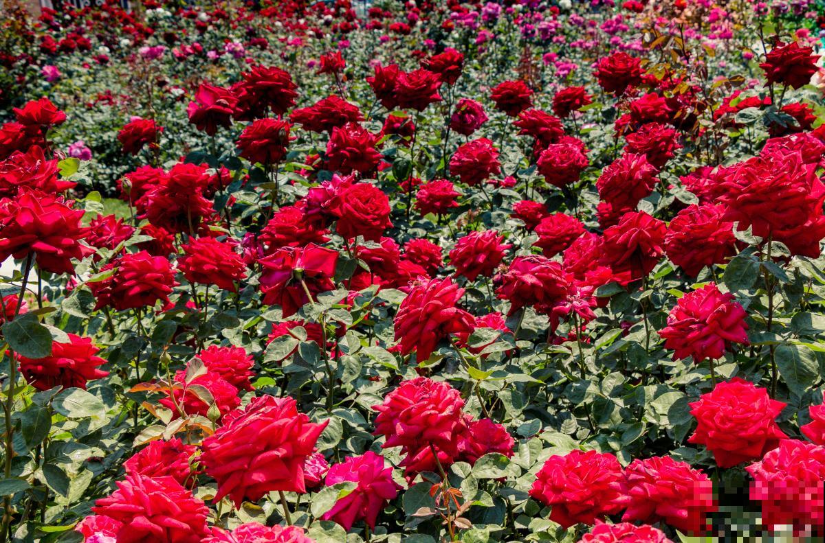 平阴玫瑰怎么养？