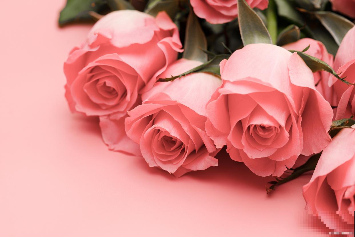 粉色玫瑰怎么养？