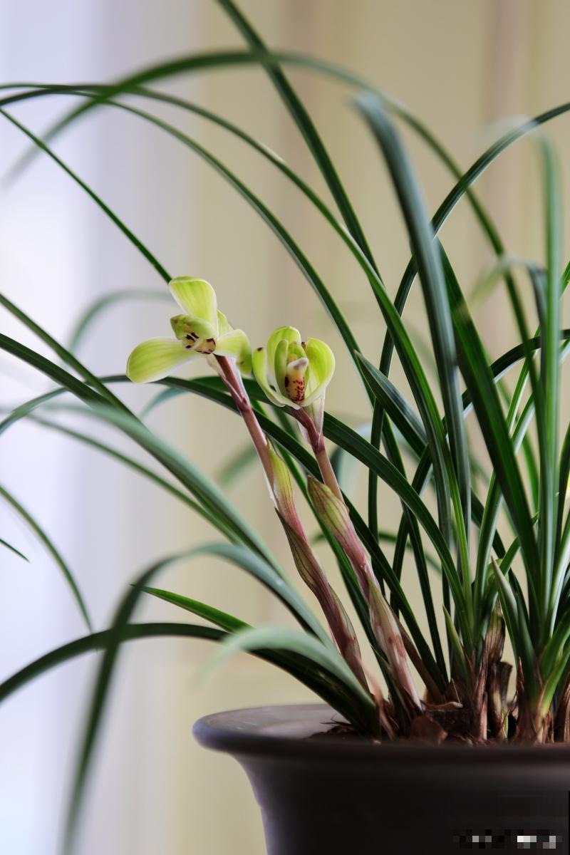 墨兰烂根了怎样才能长出新根