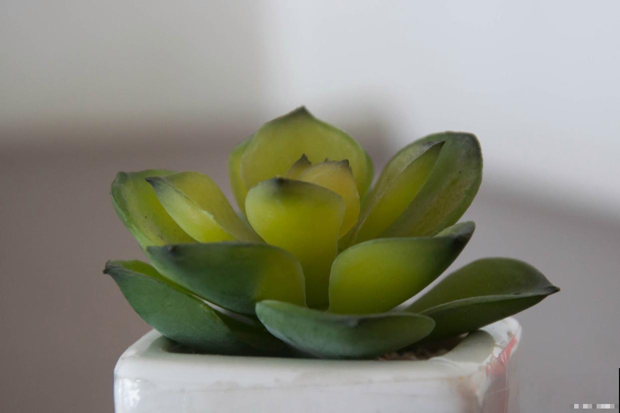 吉娃娃怎么繁殖？