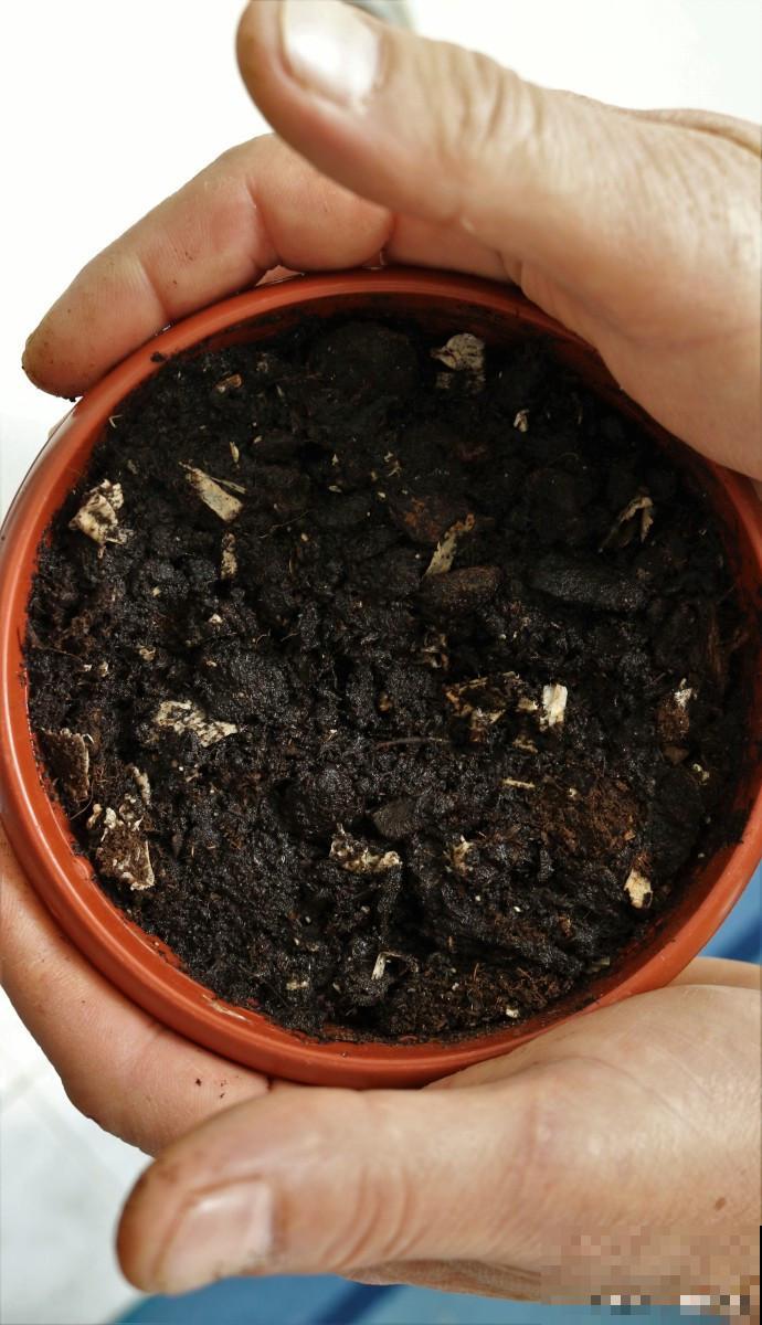 花盆土多久换一次 花盆土多久换一次