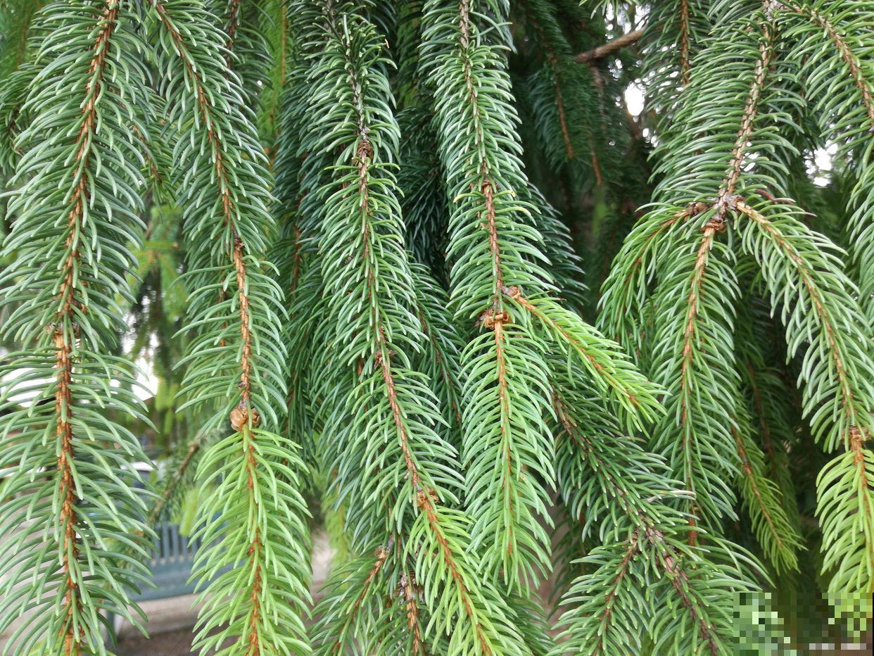 南洋杉盆景适合放在哪