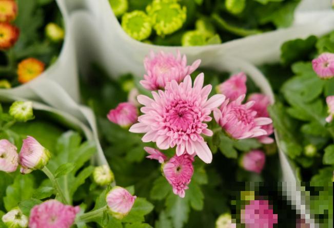 菊花播种方法，主要看这5点，注意好发芽率高