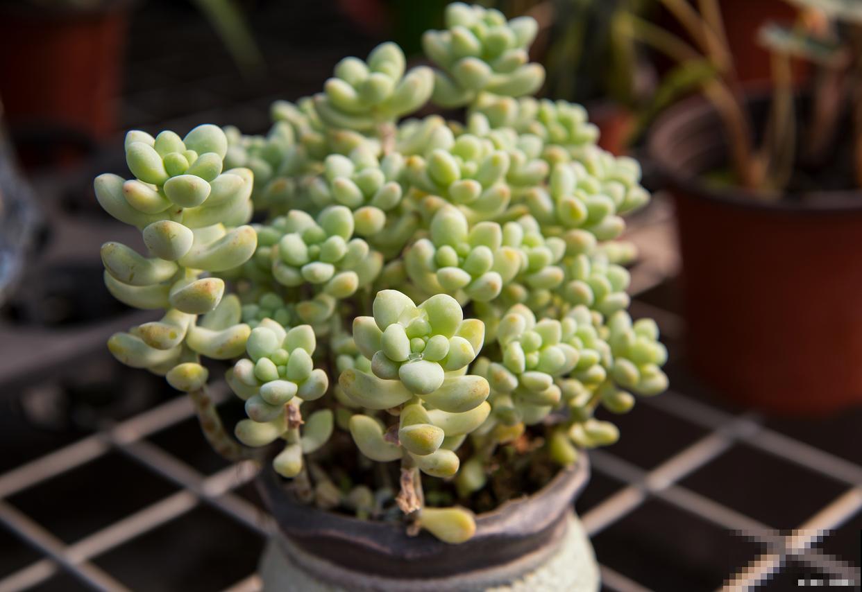 多肉五十铃玉怎么繁殖