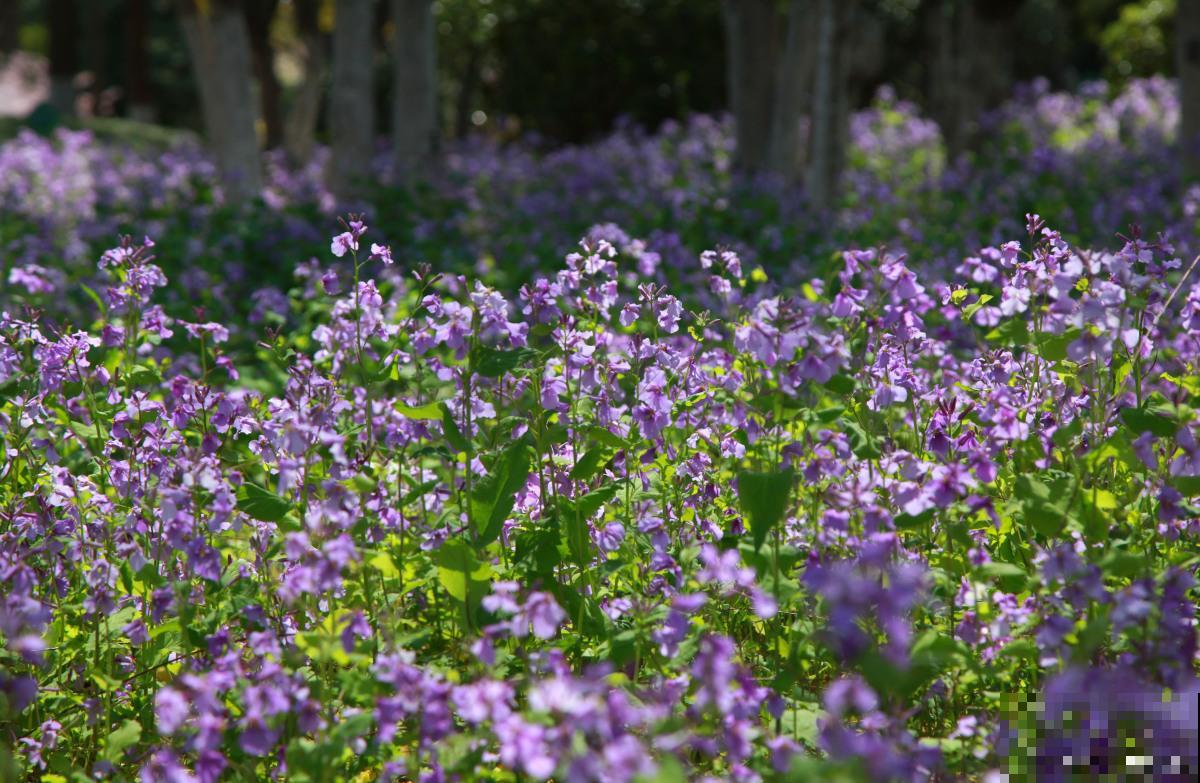 二月兰如何种植？