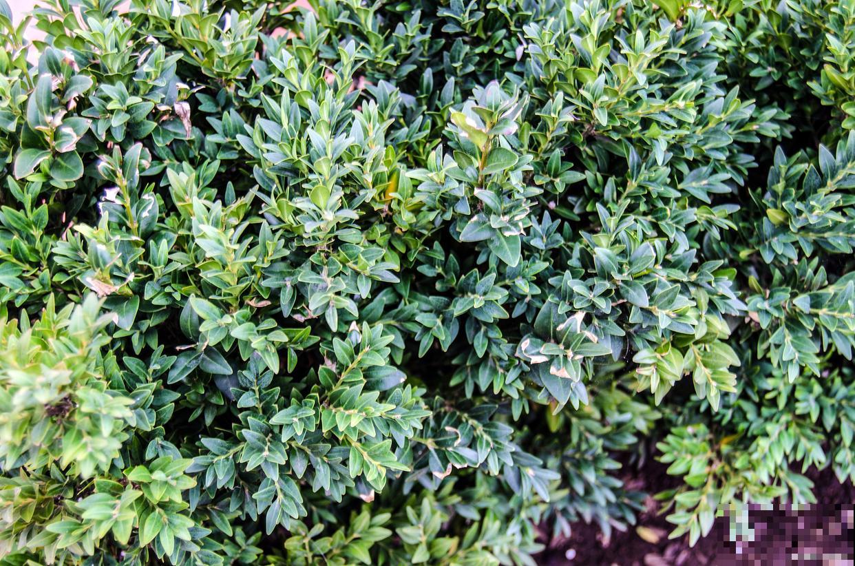 冬青树如何修剪？