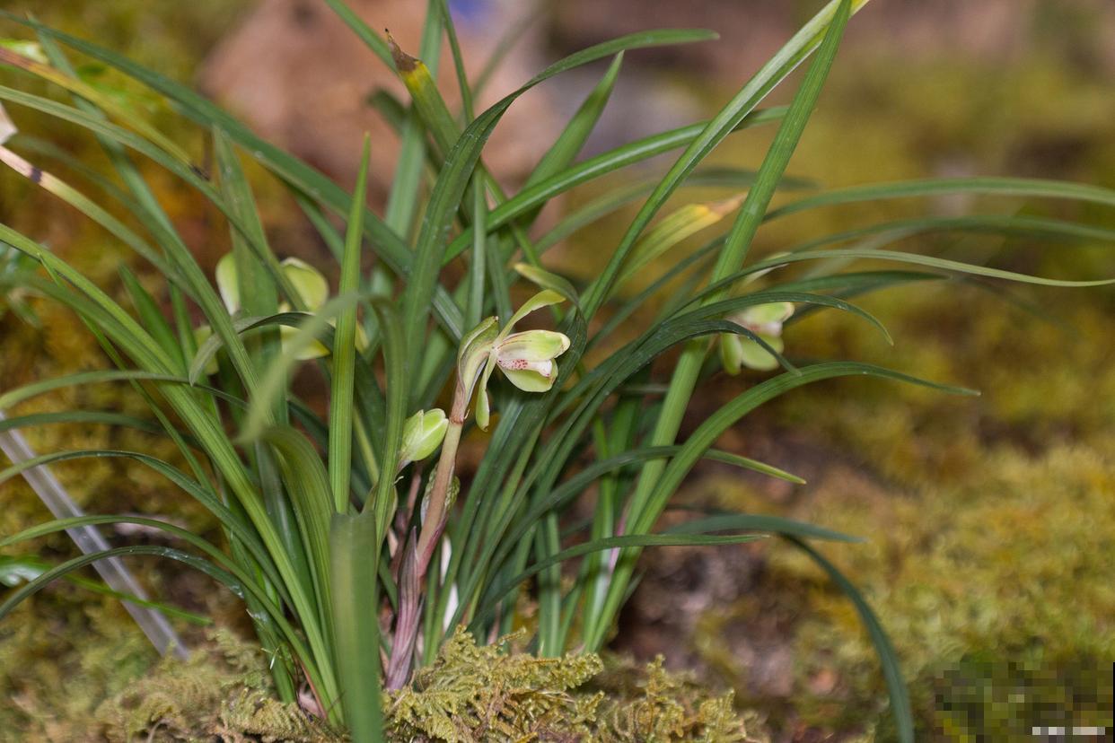 春兰叶尖发黄是什么原因