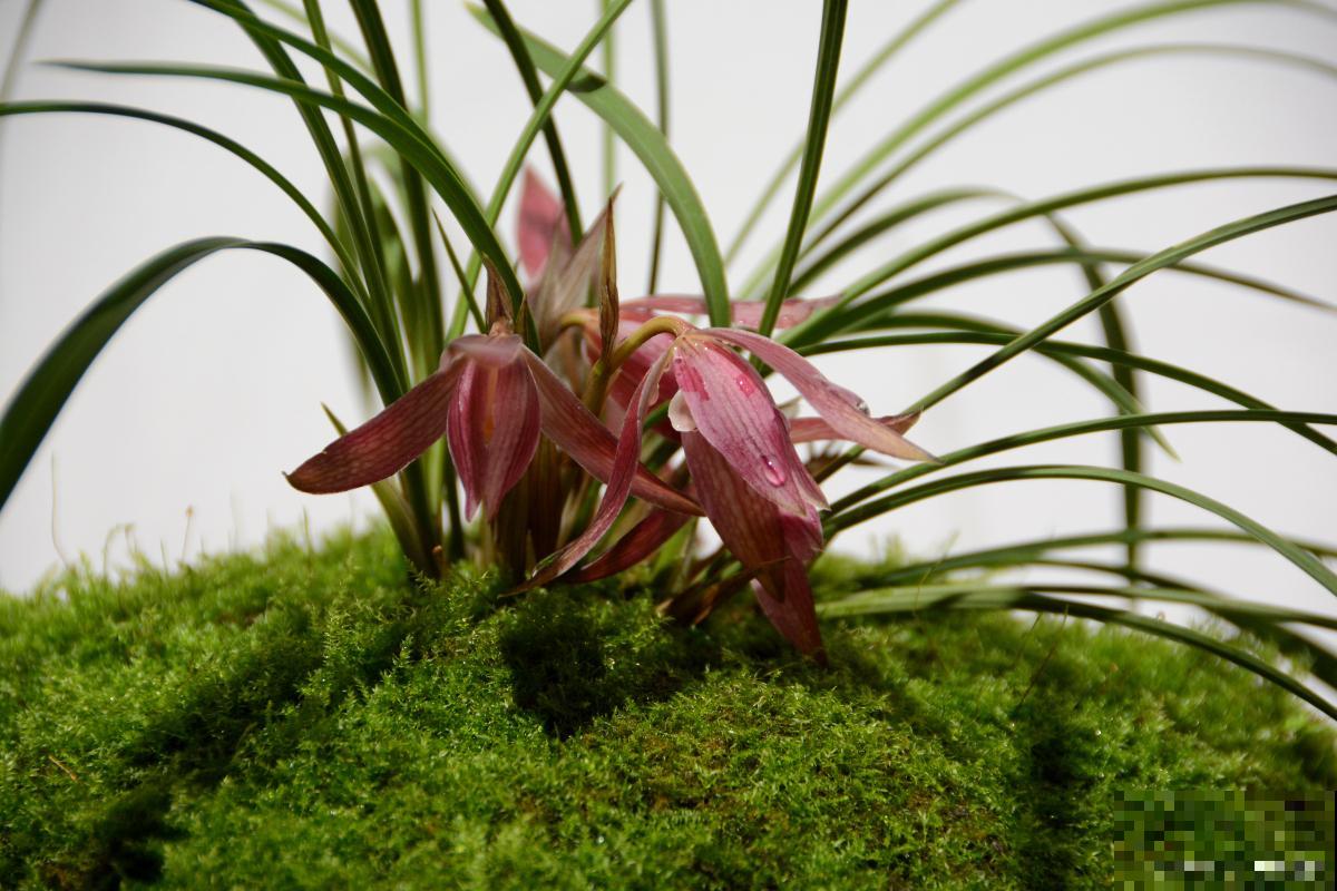 东北兰花怎么养？