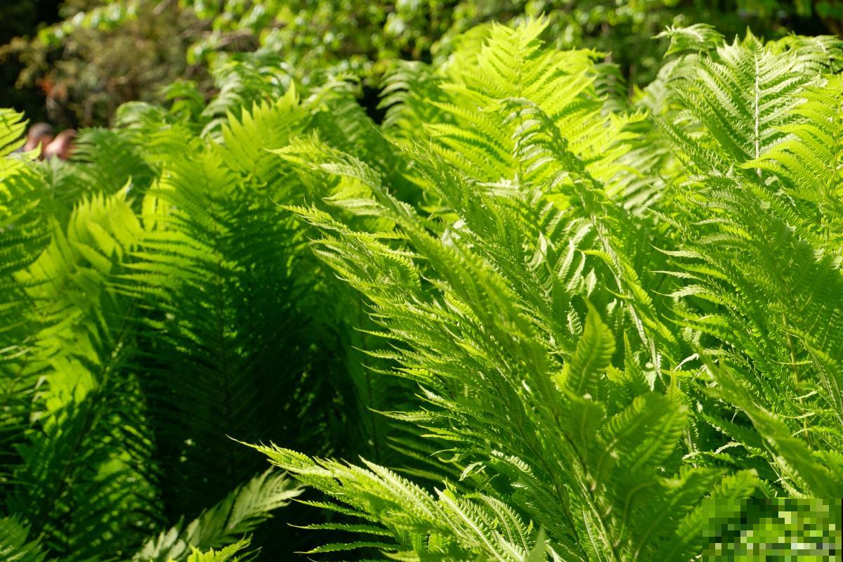 肾蕨怎么施肥的? 肾蕨怎么施肥的?