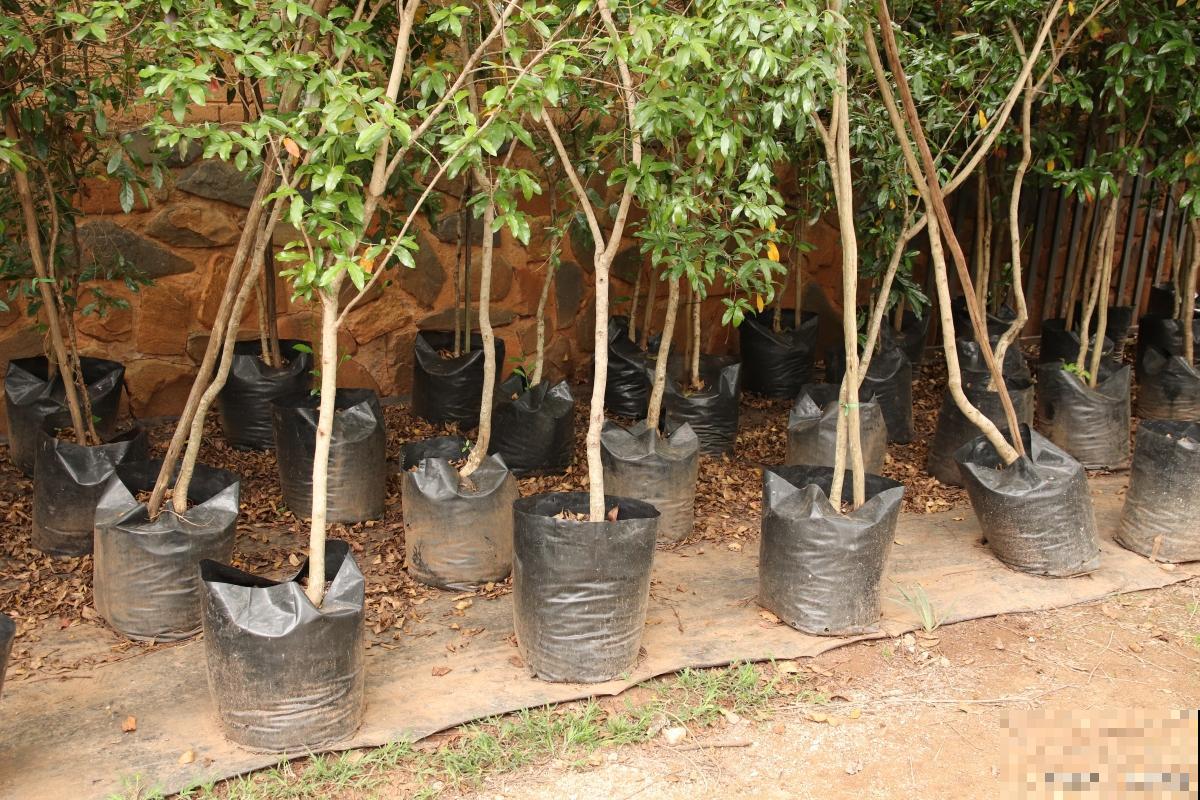 春天移栽香樟树樟树一般多少天可以发芽