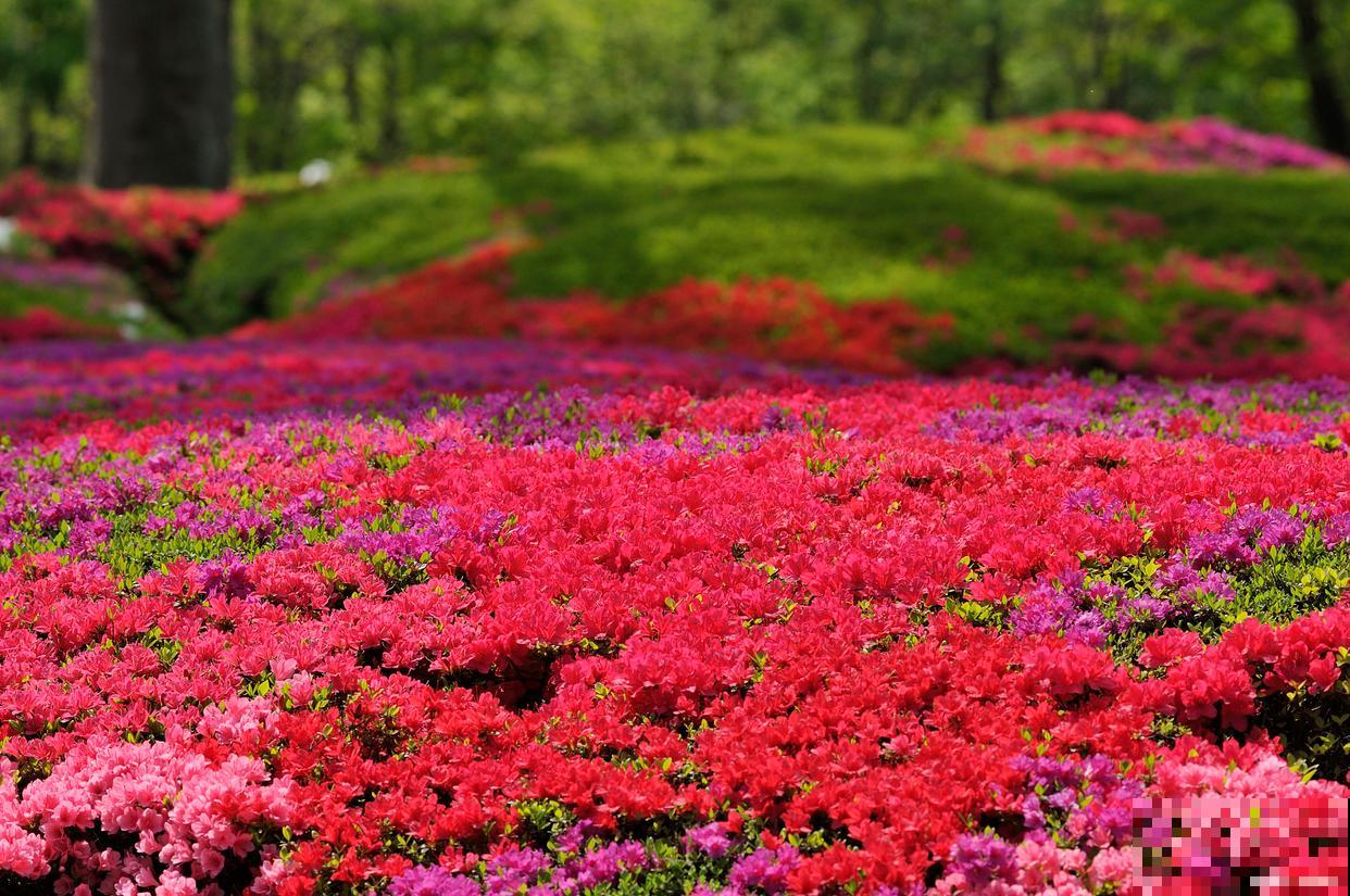二月兰是什么颜色的花 二月兰是什么颜色的花