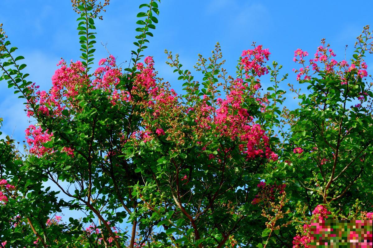 紫薇树施什么肥最好