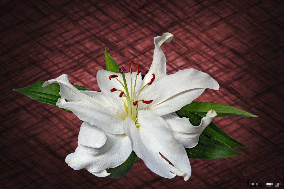 百合掉叶子是什么原因