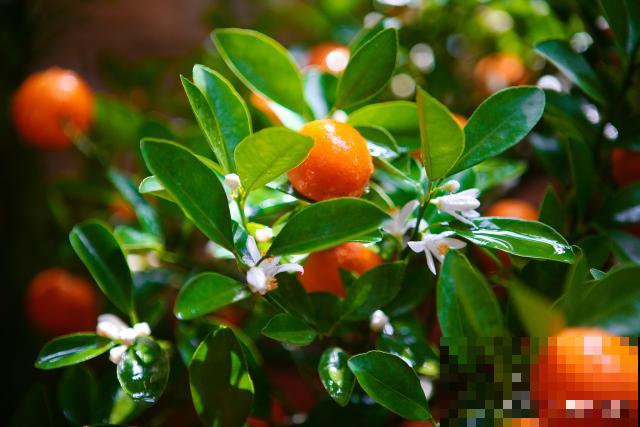 小金鱼植物怎么养