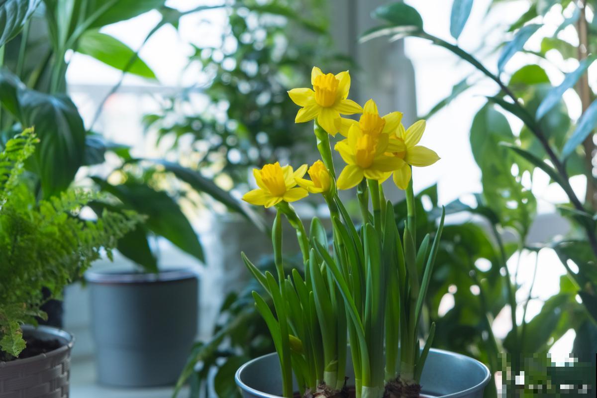 开花的小盆栽有哪些