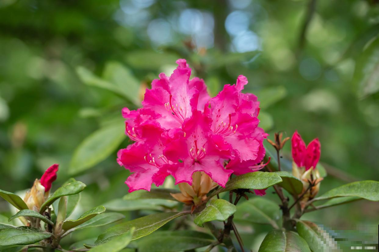 杜鹃花叶子发黑掉叶子怎么办 杜鹃花叶子发黑掉叶子怎么办